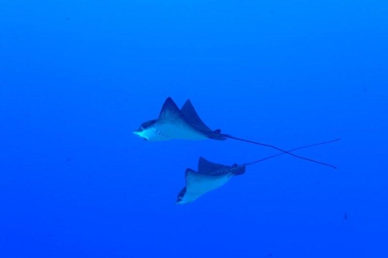 eagle ray 